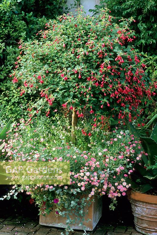 Standard Fuchsia in container on brick patio at East Ruston Old Vicarage Garden
