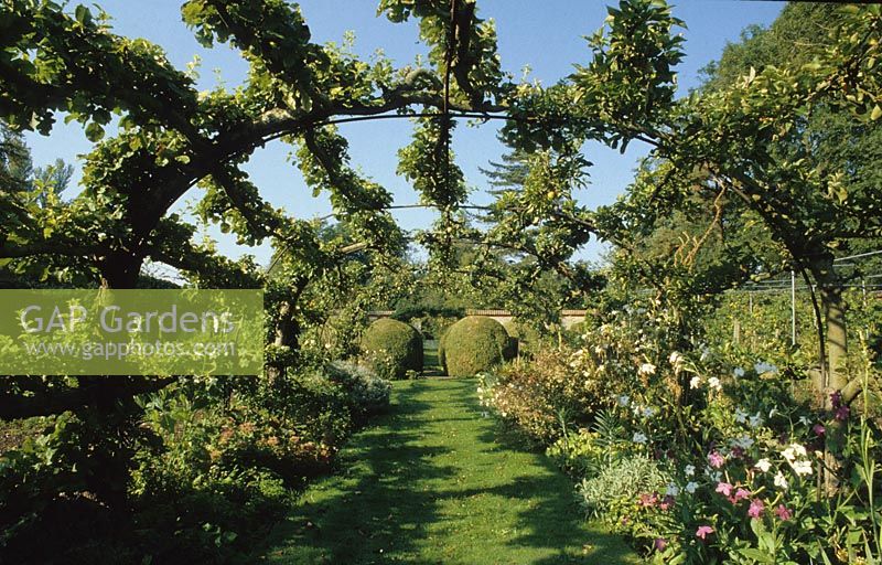Malus - Apple Tunnel in summer at Heale House, Wiltshire