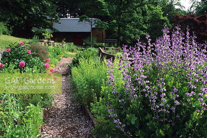 Path in herb garden with Baptista australis at Steiner Foundation, New York