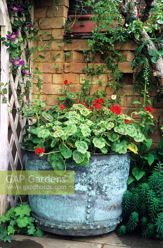 Copper tank as container for pelargoniums