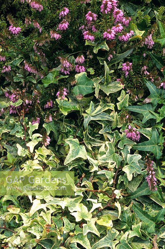 Hedera helix 'Sagittifolia Variegata' - English Ivy growing in heather