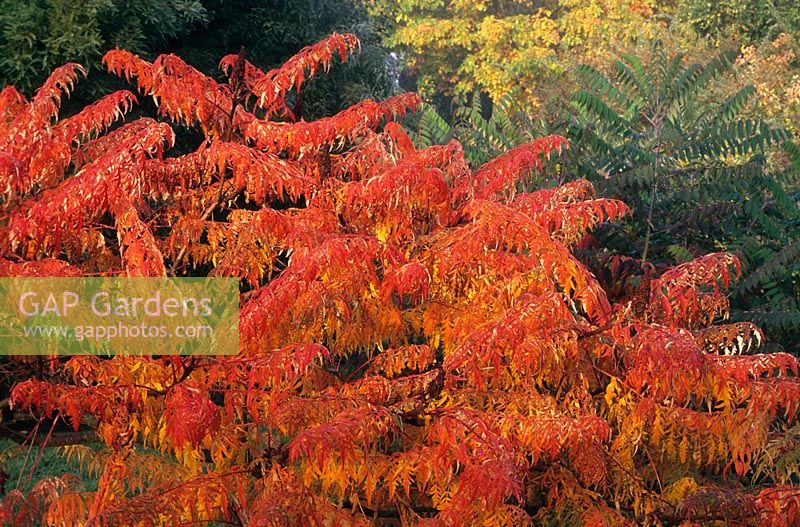 Rhus x pulvibata Autumn Lace group (syn Rhus glabra 'Lacinata')