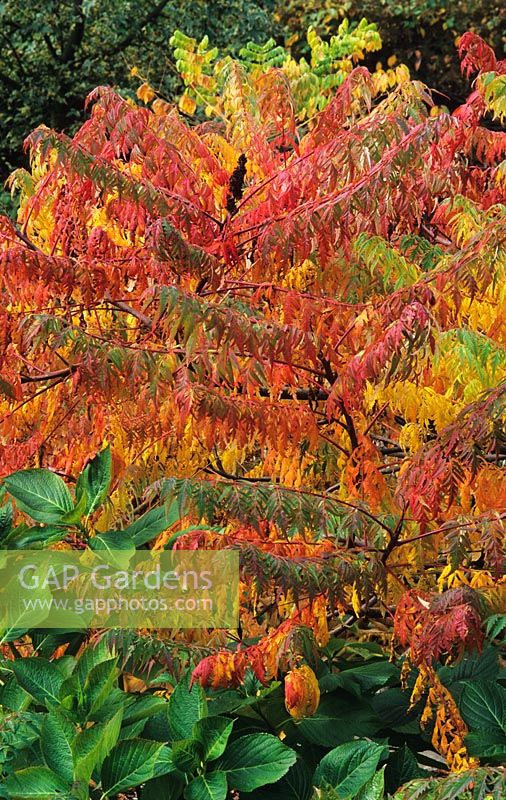 sumac, Rhus x pulvibata Autumn Lace group (syn. Rhus glabra 'Lacinata')