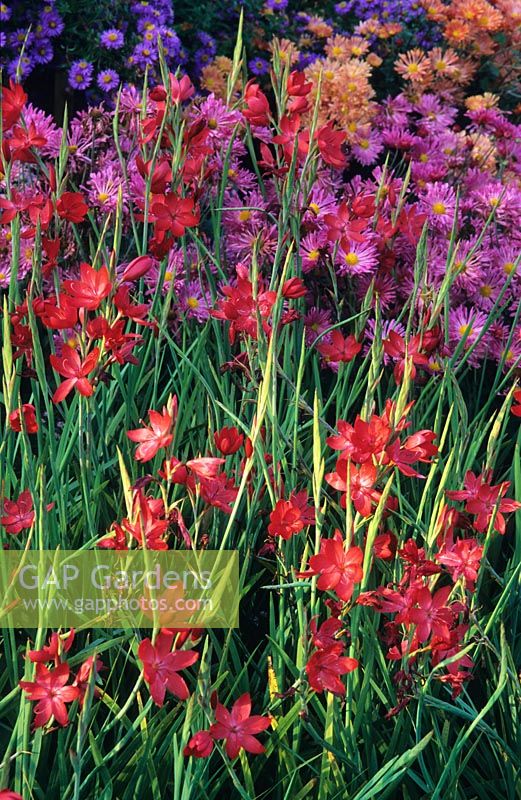 Hesperantha coccinea 'Major' with Asters
