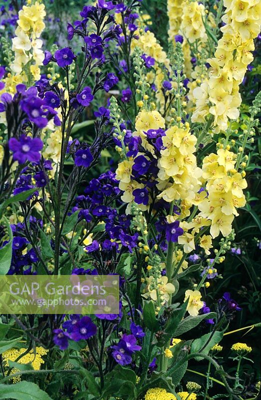 Verbascum 'Gainsborough' and 'Cotswold Queen' with Anchusa 'Loddon Royalist'