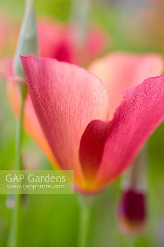 Eschscholzia californica - Californian Poppy 