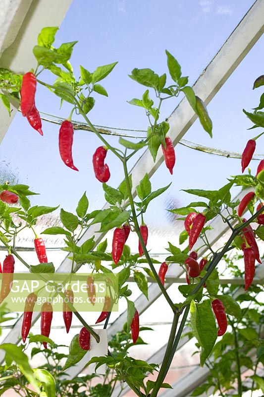 Capsicum - Chilli 'Brazillian White' growing in greenhouse at West Dean Gardens