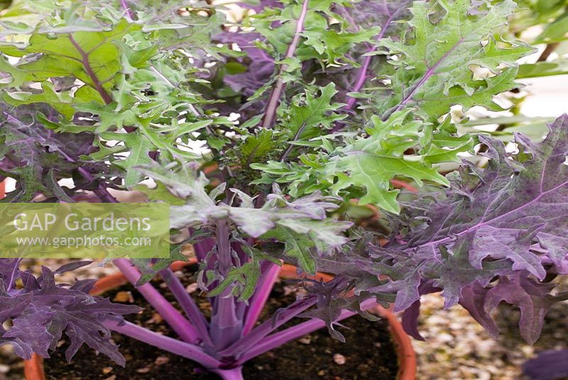 Brassica napus var. pabularia - Kale 'Red Russion' grown in terracotta pot