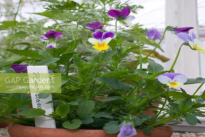 Viola tricolor - Heartsease grown in terracotta pot with label