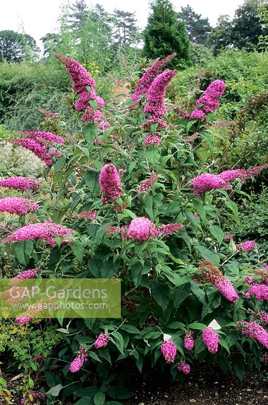 Buddleia 'Pink Delight'