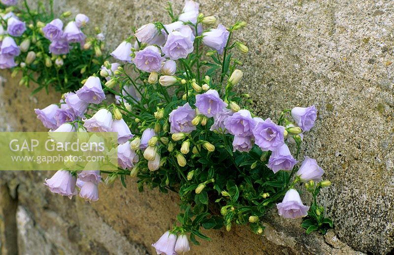 Campanula cochleariifolia 'Elizabeth Oliver' growing in wall crevice