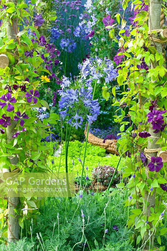 Clematis viticella climbing rustic wooden frames with Agapanthus africanus