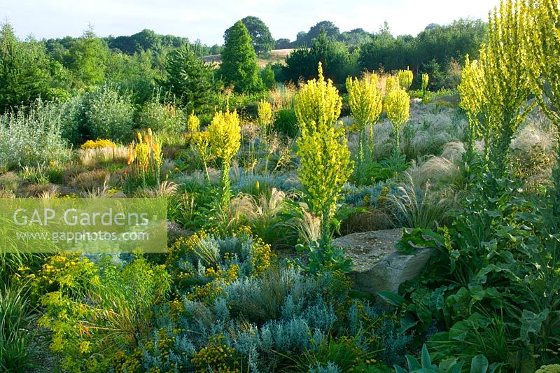 Large prairie style garden with grasses and Verbascum olympicum 