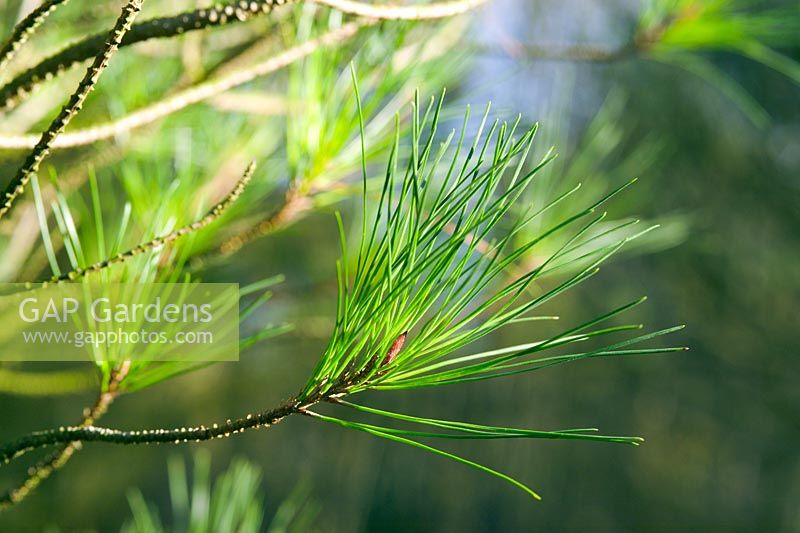 Pinus muricata - Bishops Pine