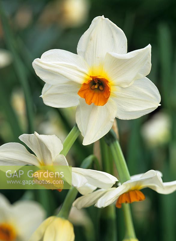 Narcissus 'Geranium' 