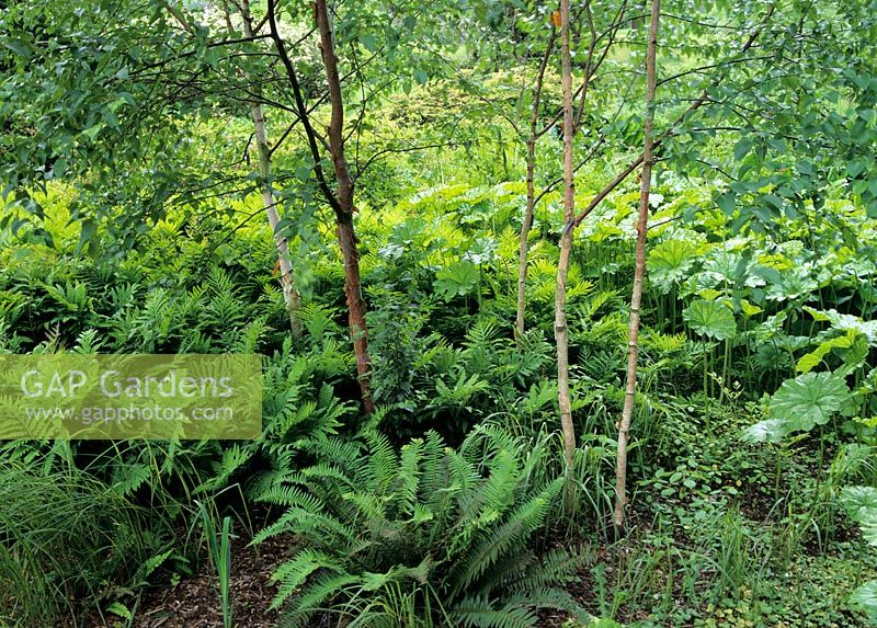 Betula and Polystichum munitum AGM in damp woodland     