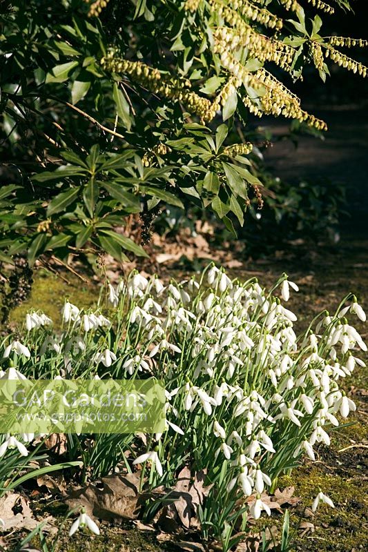Galanthus 'Brenda Troyle' - Snowdrops beneath Pieris japonica