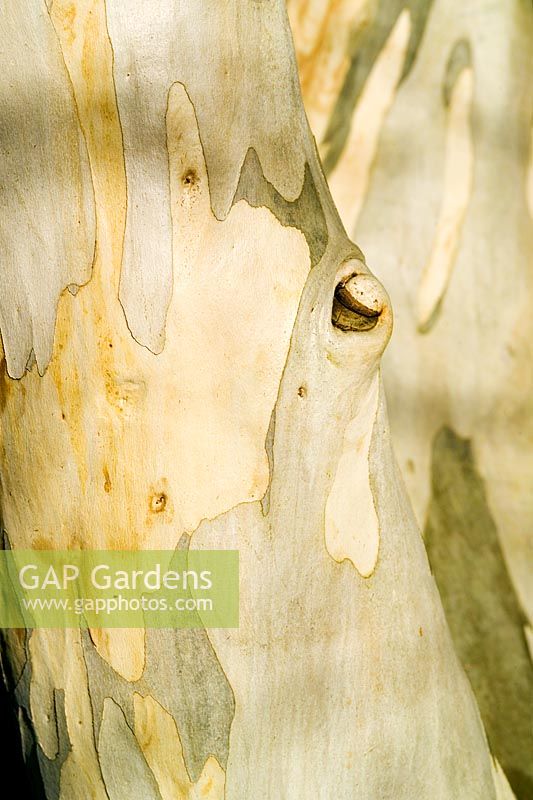Eucalyptus pauciflora subsp niphophila