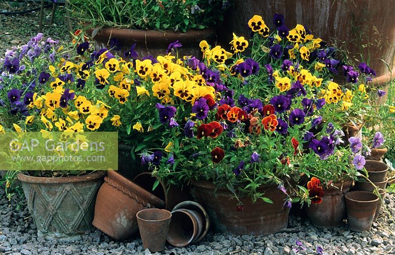 Universal pansies in old terra cotta pots. Whichford Pottery, Warwickshire
