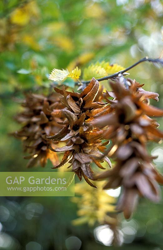 Carpinus betulus 'Incisa' - Hornbeam