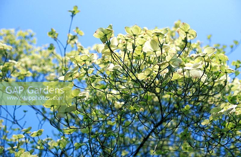 Cornus nuttallii x florida 'Pacific Dogwood'