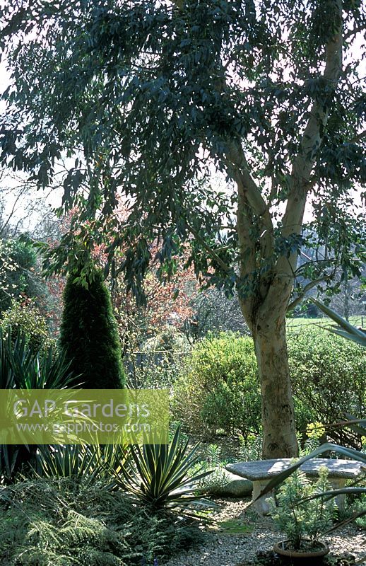 Eucalyptus - Gum Tree in garden 