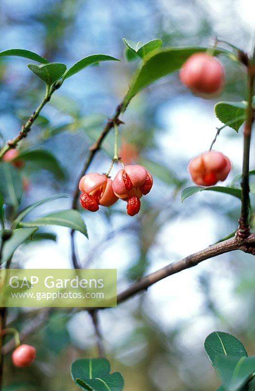 Euonymus tingens seed pods - Spindle Tree