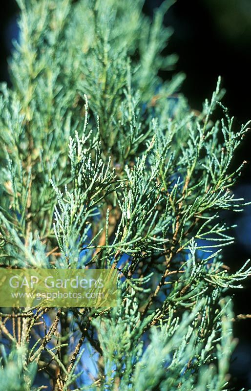 Juniperus scopulorum 'Skyrocket' - Junipers