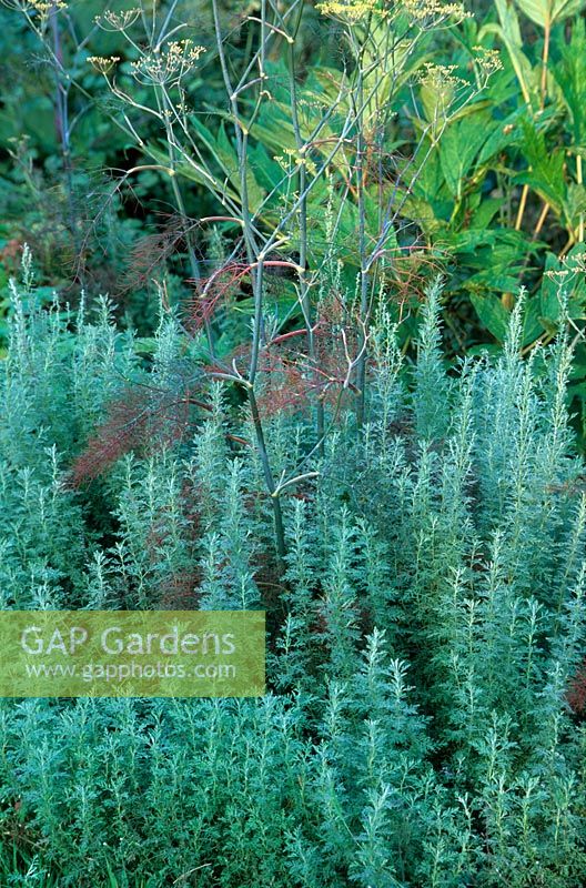Artemisia pontica and Foeniculum - Bronze Fennel