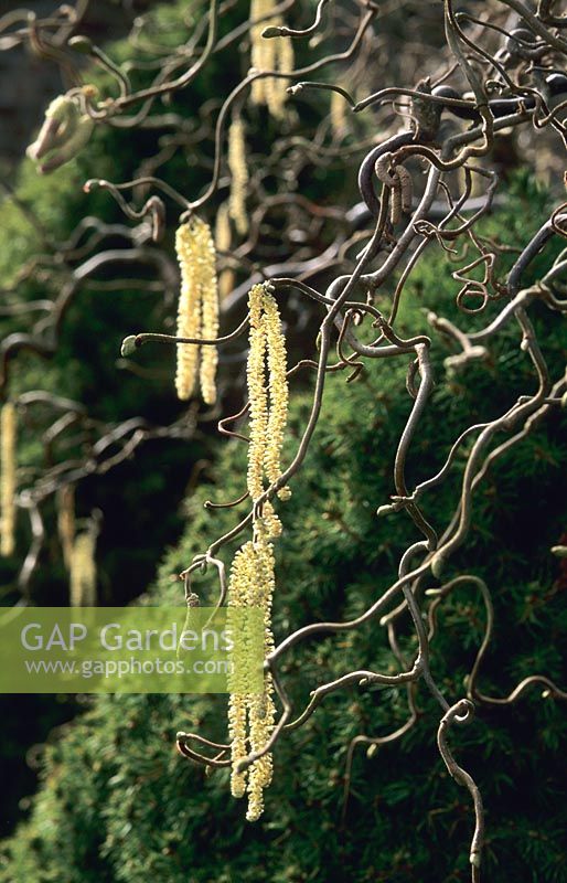 Corylus avellana 'Contorta' with catkins in February