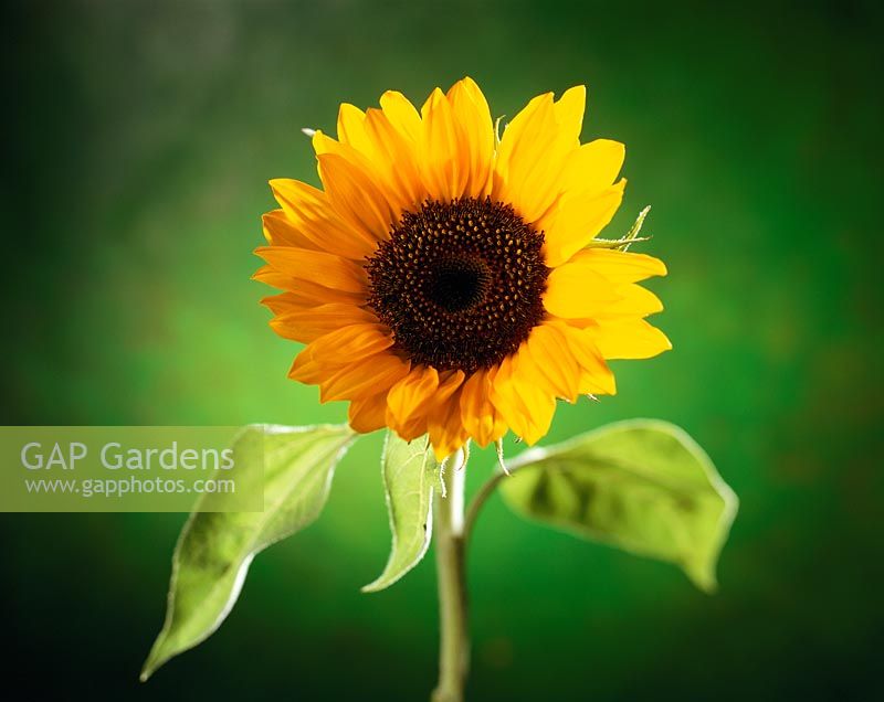 Helianthus - Sunflower against a green background