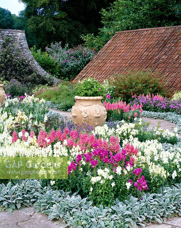 Formal display with Antirrhinums - Snapdragons planted with Stachys around an ornate Urn in the Dutch Garden at Hestercombe Gardens, Somerset