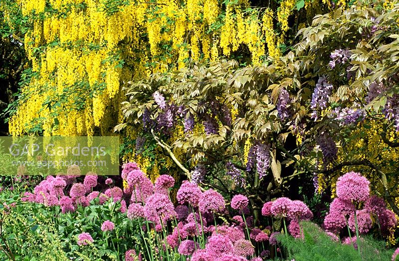 Spring border in May with Laburnum x watereri 'Vossii', Wisteria and Allium Hollandicum.