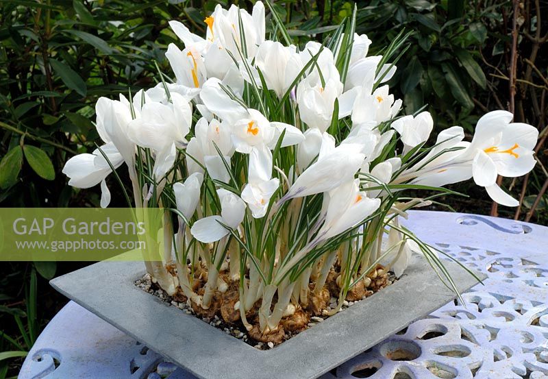 White Vernus Crocus 'Joan of Arc' in metal container, on cast iron table