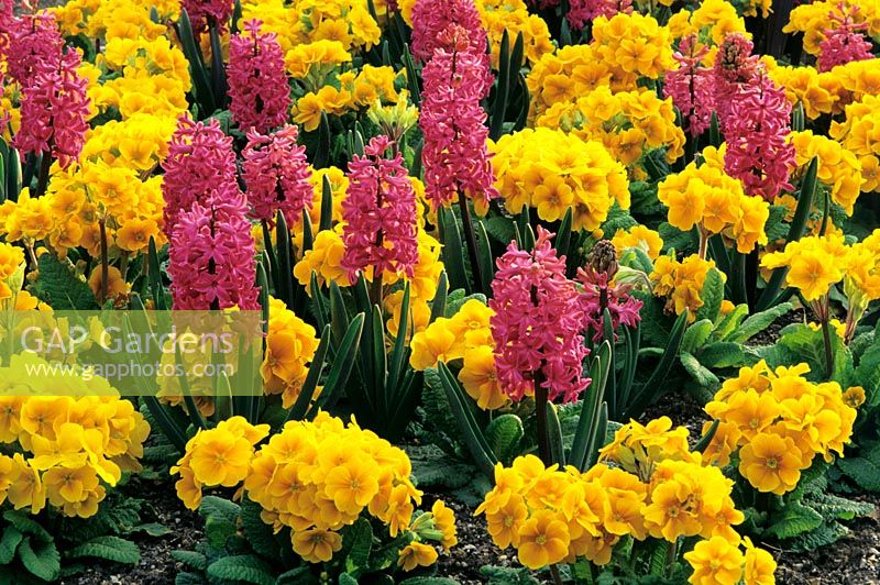 Spring bedding display with Hyacinth 'Jan Bos' and pansy crescendo yellow
