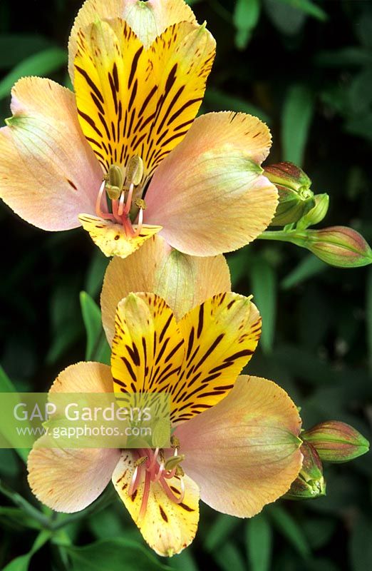 Alstroemeria 'Charm' - Inca Lily