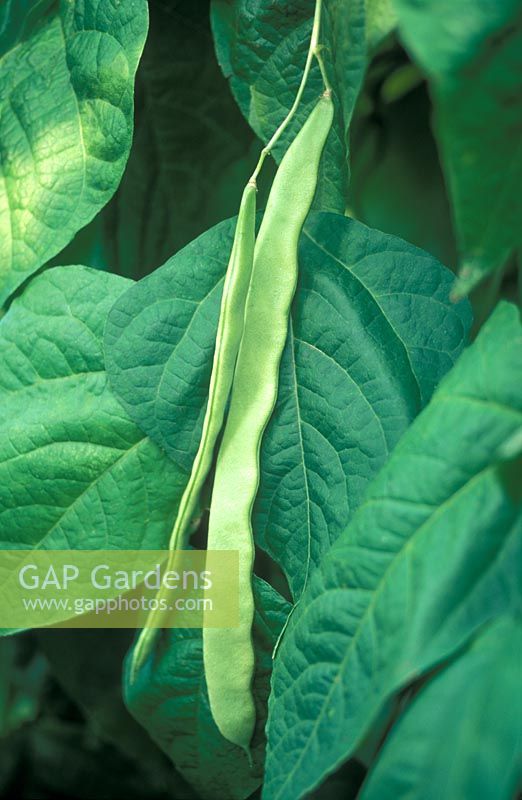 Phaseolus vulgaris - Climbing French Bean 'Hunter'
