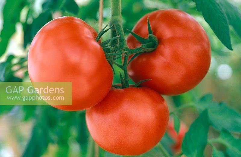 Lycopersicon esculentum - Tomato 'John Hawkins'