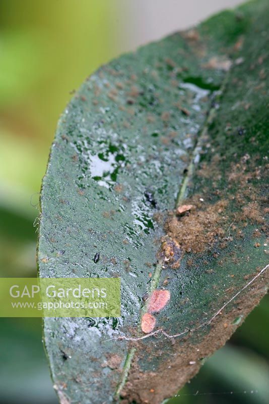 Scale insects causing sooty mould on citrus leaf