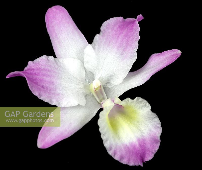 Dendrobium nobil - Orchid