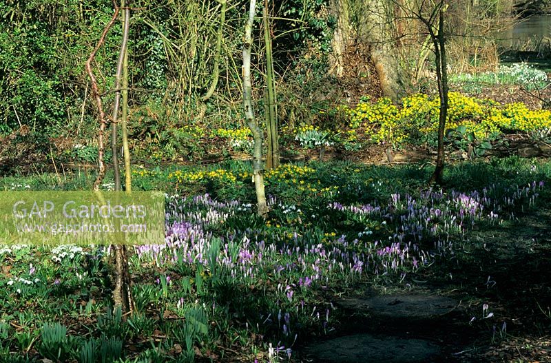 Semi-wild woodland border with Crocus and Eranthis - Aconites at Old Rectory cottage  Tidmarsh, Berkshire.