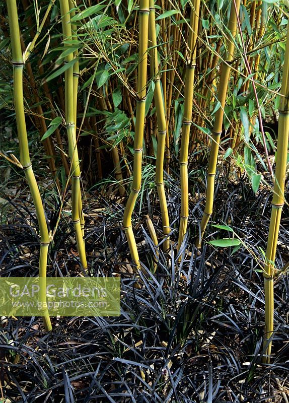 Phyllostachys aureosulcata 'Aureocaulis' - Bamboo with underplanting of Ophiopogon 'Nigrenscens'