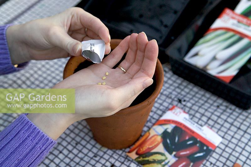 Sowing peppers , shaking seeds into hand