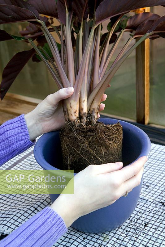Repotting a houseplant into new pot (Calathea crocata)