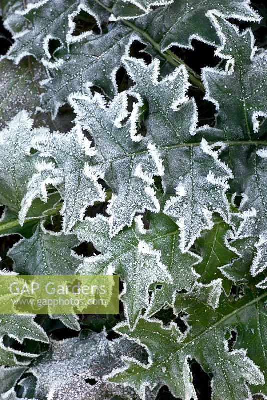 Acanthus spinosus leaves with frost in winter
