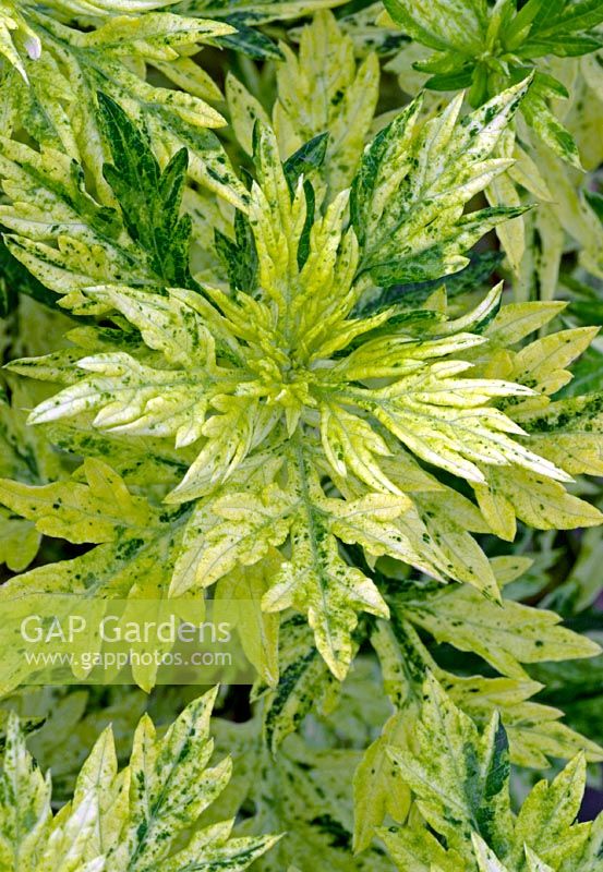 Artemisia vulgaris 'Oriental limelight' - syn 'Janlim'
