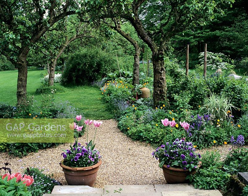 Informal cottage garden with Peartrees forming an arch over gravel path at Greystone Cottage Garden in Oxford 