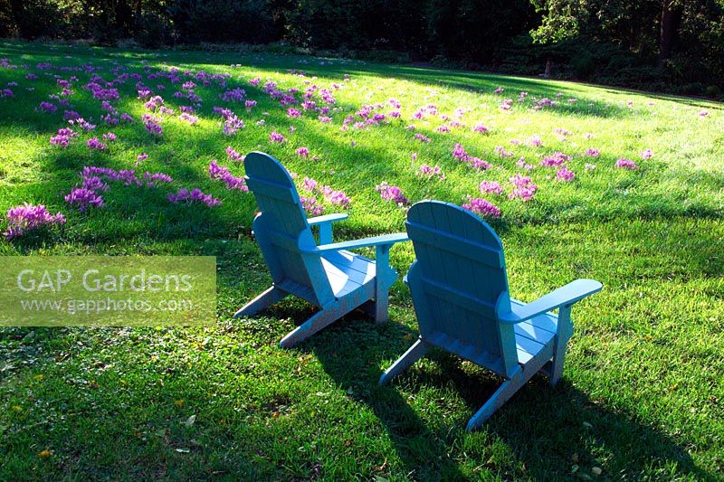 Painted wooden chairs on lawn with Colchicums