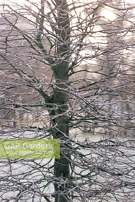 Carpinus betulus - Hornbeam as Formal hedge bare in winter