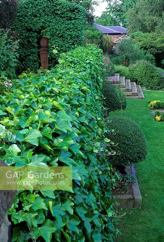 Terrace wall covered with Hedera - Ivy